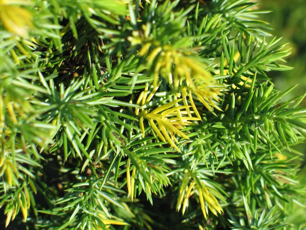 Juniperus conferta Golden Wings