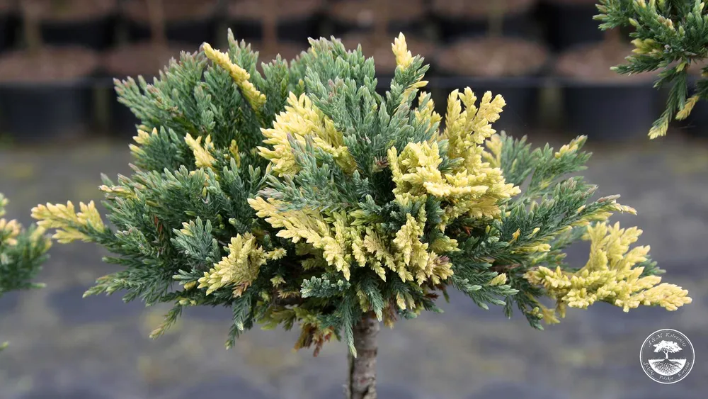 Juniperus horizontalis