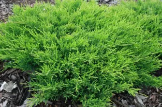 Juniperus horizontalis Andorra Compact