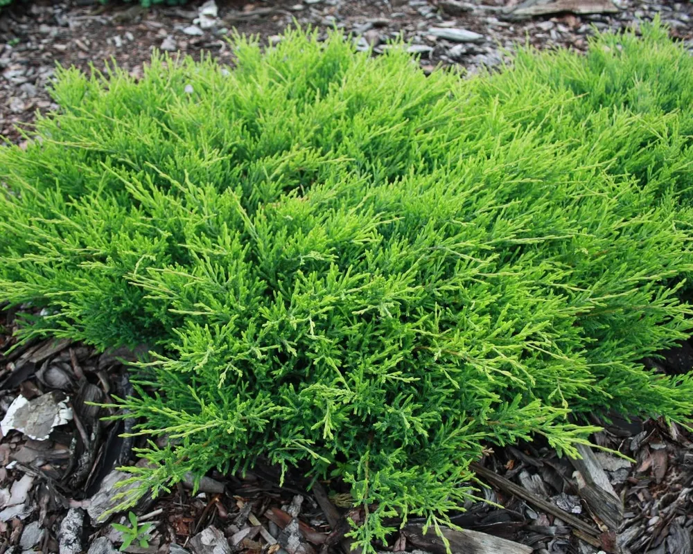 Juniperus horizontalis Andorra Compact