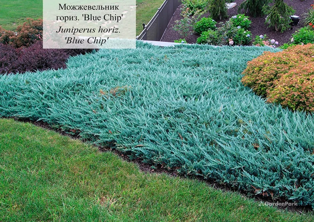 Juniperus horizontalis Blue Chip