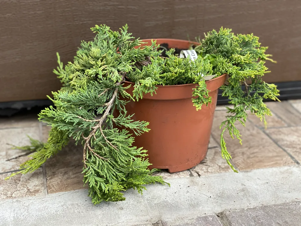 Juniperus horizontalis Golden Carpet