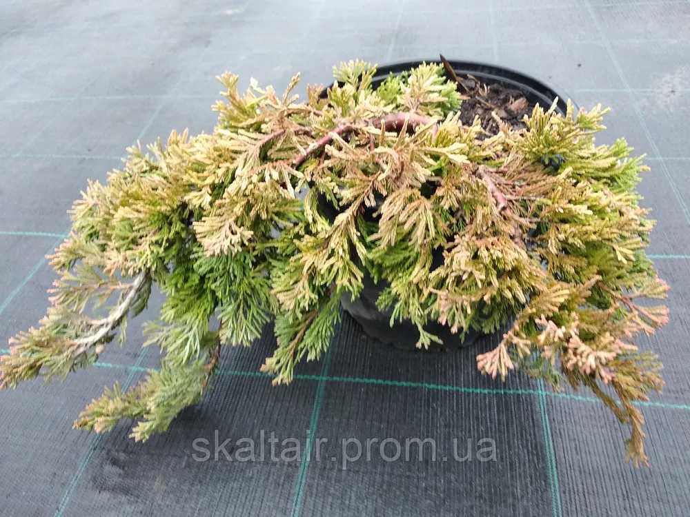 Juniperus horizontalis Golden Carpet