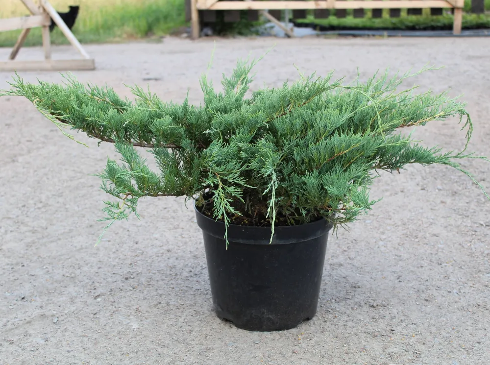 Juniperus horizontalis Hughes