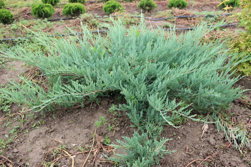 Juniperus horizontalis Hughes