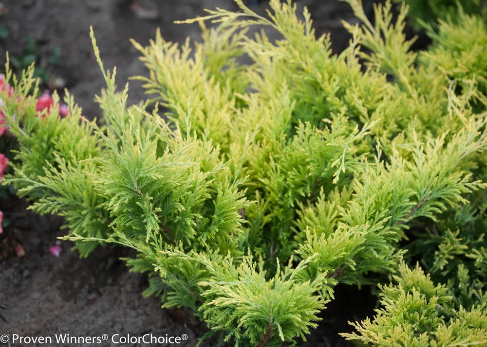 Juniperus horizontalis Limeglow