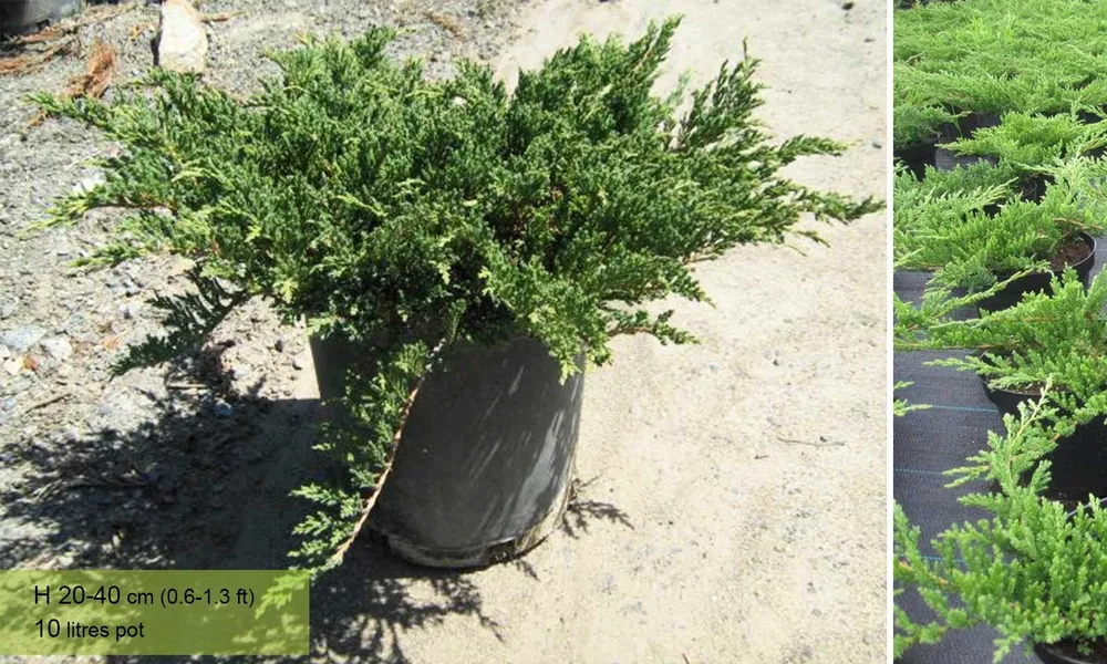 Juniperus horizontalis Neumann