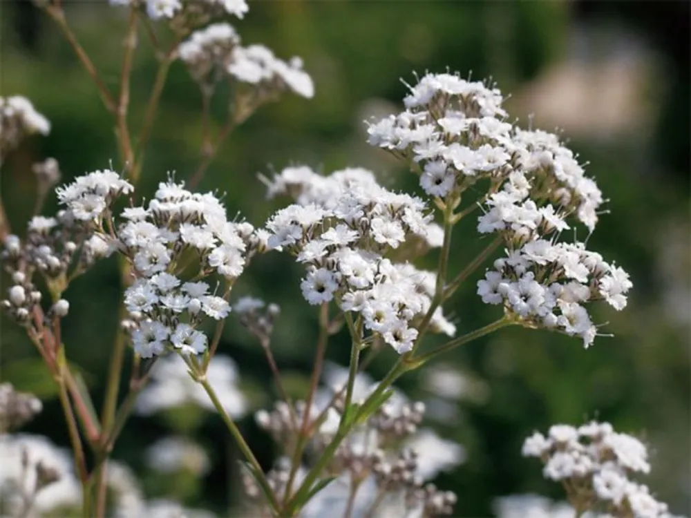 Качим метельчатый Gypsophila paniculata