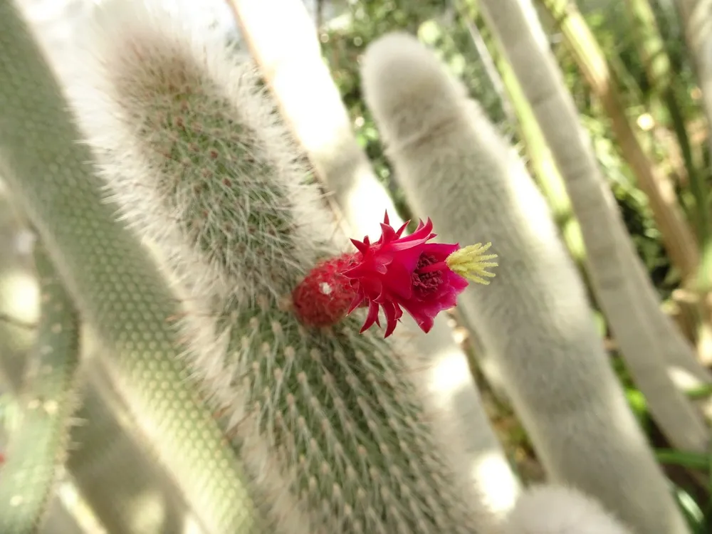 Кактус Cleistocactus Strausii