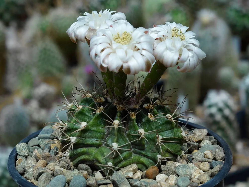 Кактус Gymnocalycium friedrichii