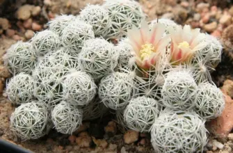 Кактус Mammillaria gracilis