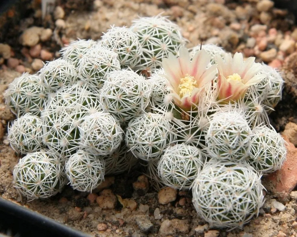 Кактус Mammillaria gracilis