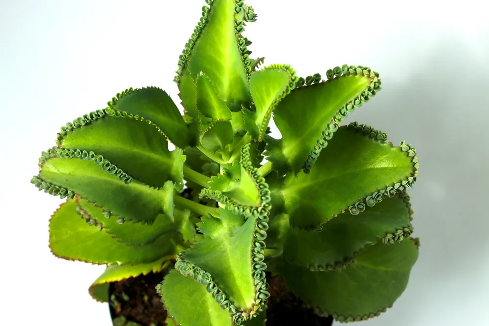 Kalanchoe laetivirens