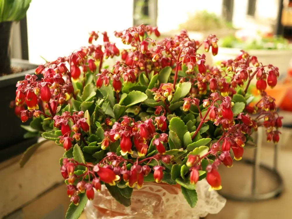 Kalanchoe manginii