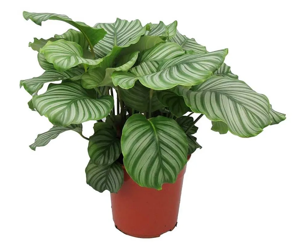 Калатея орбифолия Calathea orbifolia