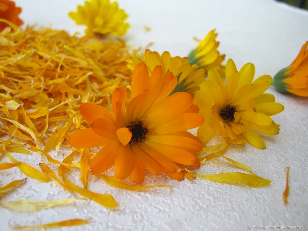 Календула лекарственная Calendula