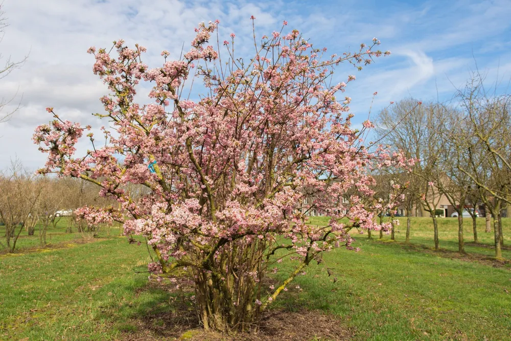 Калина боднантенская Viburnum bodnantense