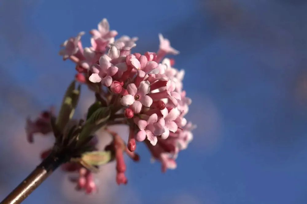 Калина боднантенская Viburnum bodnantense