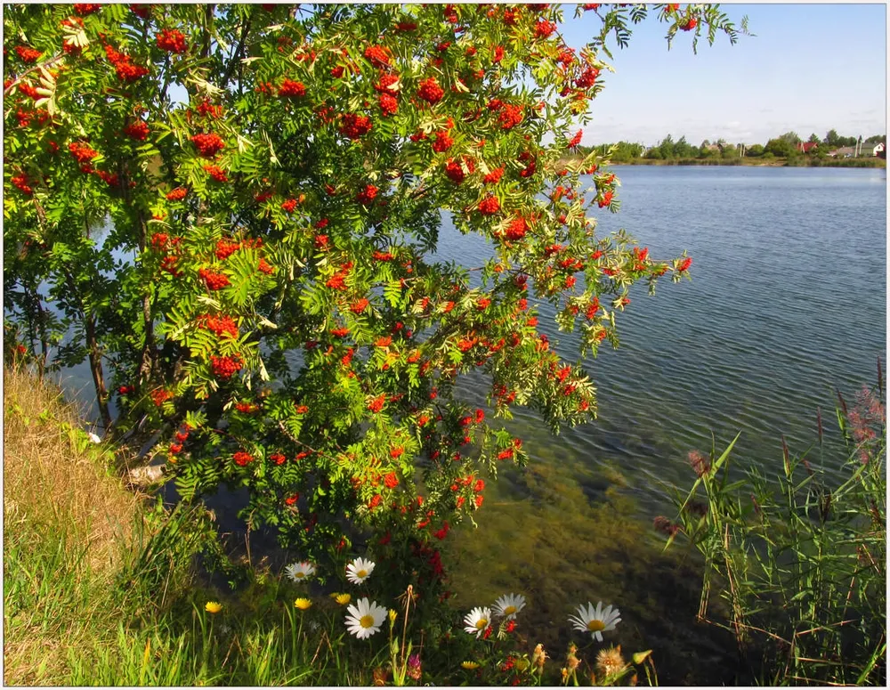 Калина куст рябина дерево