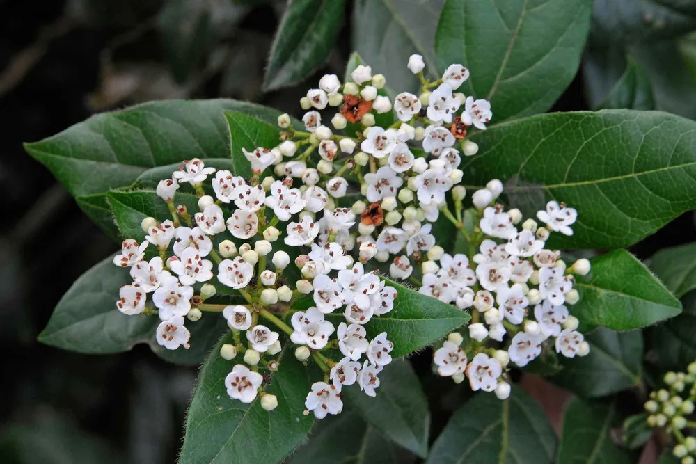 Калина лавролистная Viburnum Tinus