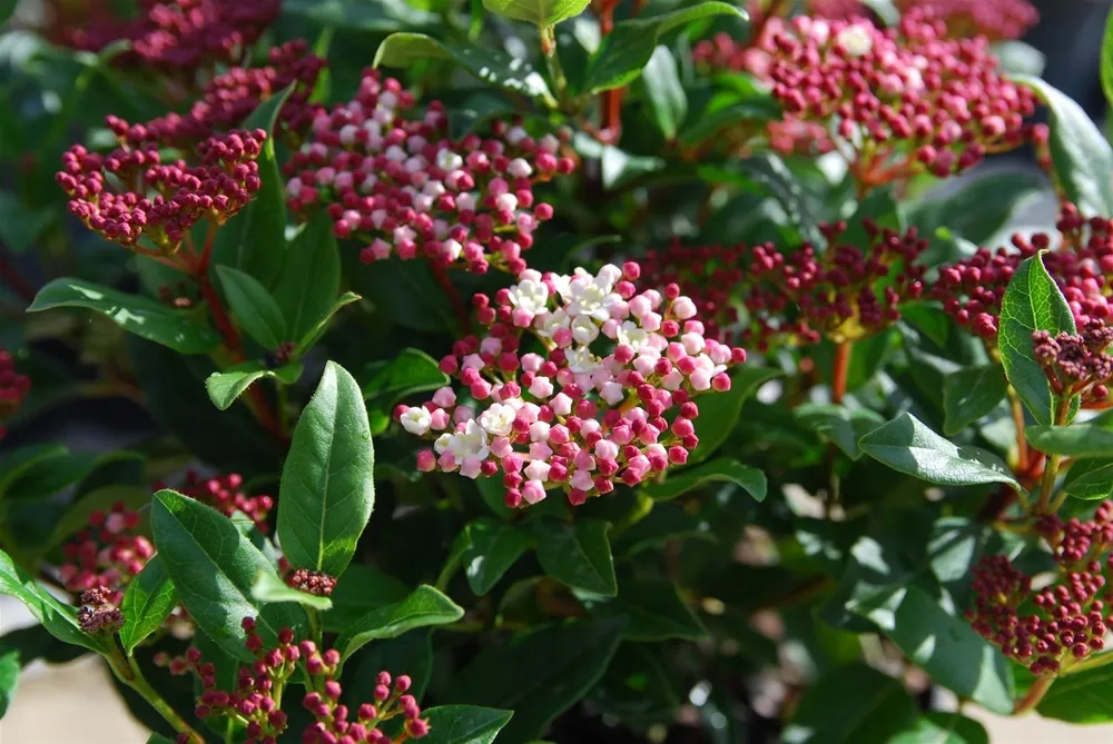 Калина лавролистная Viburnum Tinus