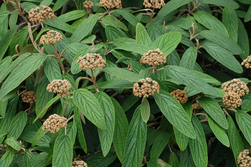 Калина морщинистолистная Viburnum rhytidophyllum