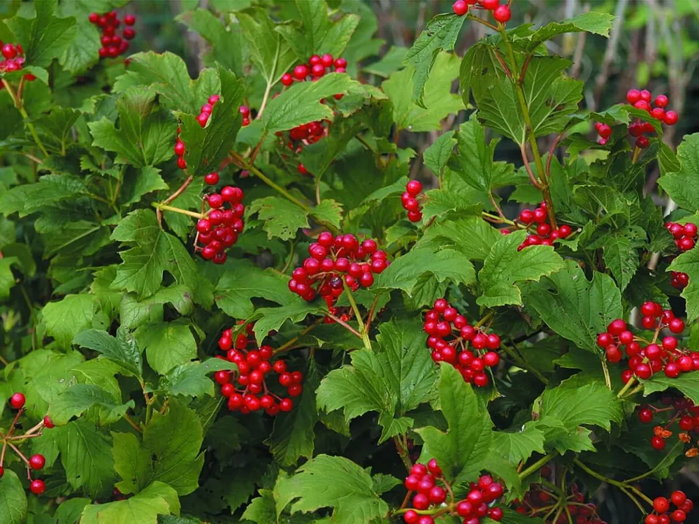 Калина обыкновенная Viburnum opulus