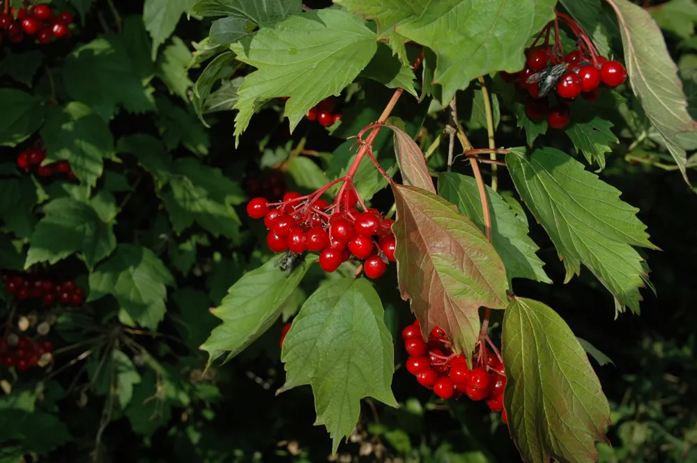 Калина обыкновенная Viburnum opulus