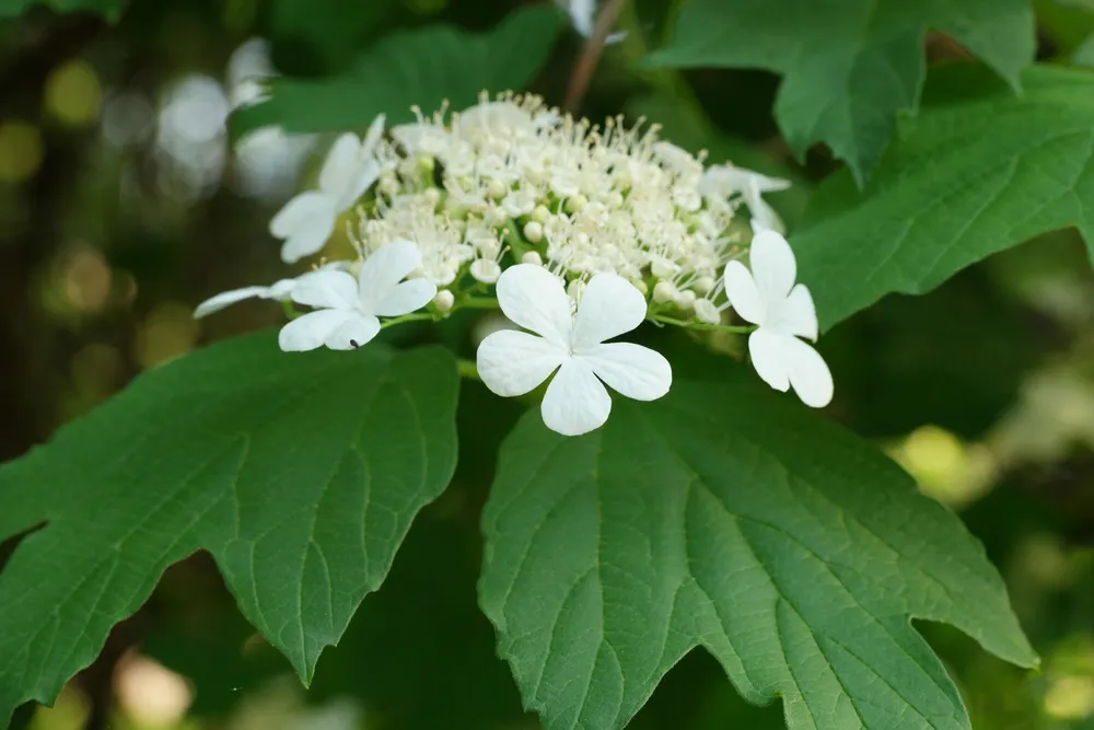 Калина обыкновенная Viburnum opulus