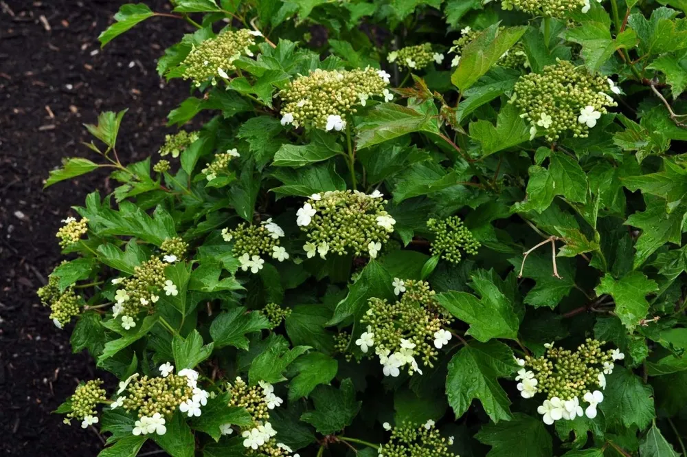 Калина обыкновенная Viburnum opulus