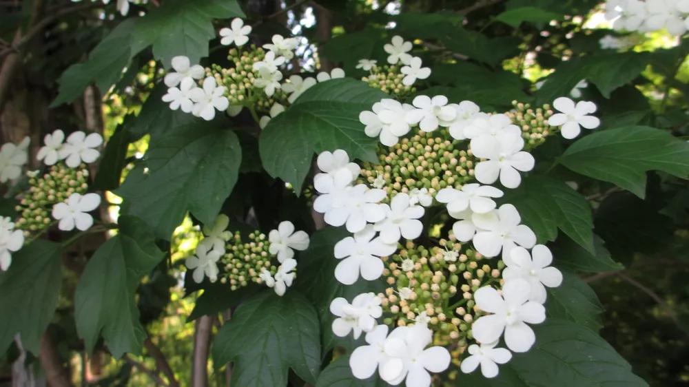 Калина обыкновенная Viburnum opulus