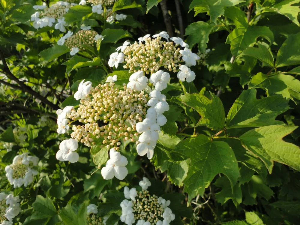 Калина обыкновенная Viburnum opulus