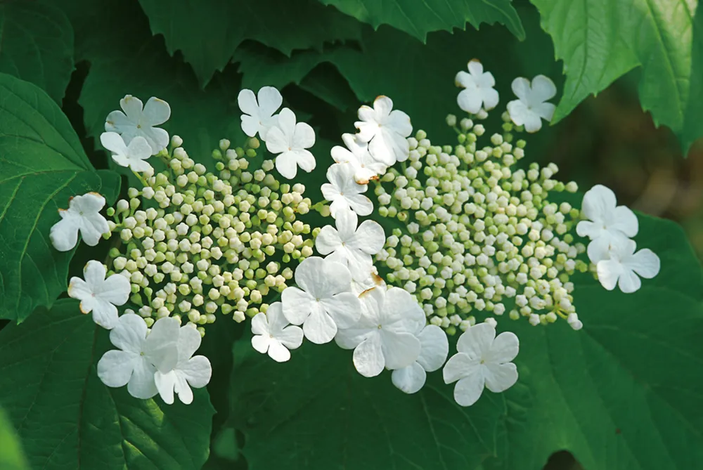 Калина обыкновенная Viburnum opulus