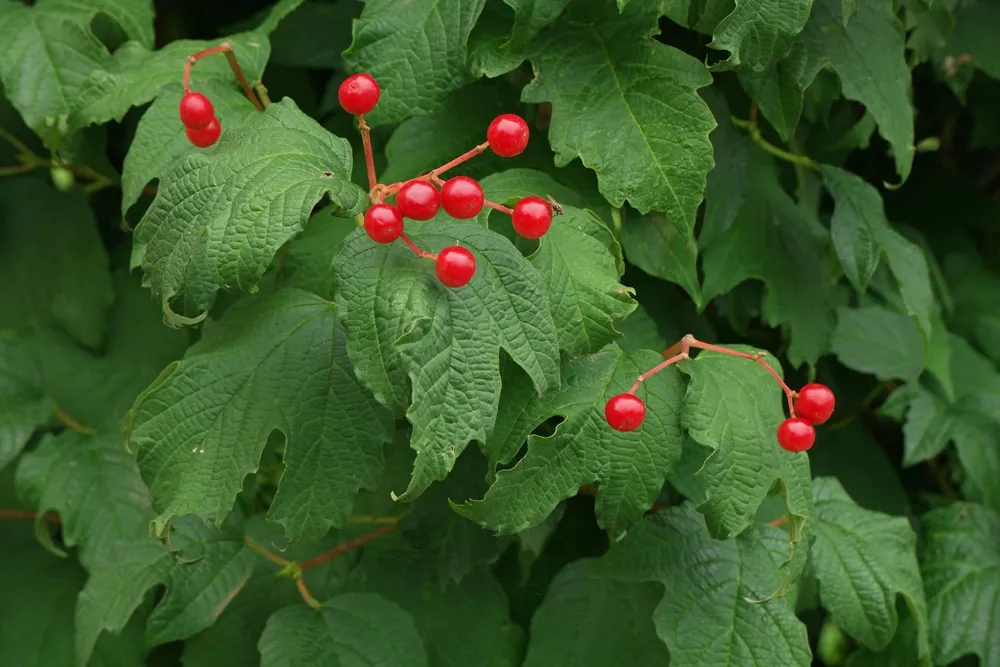 Калина обыкновенная Viburnum opulus