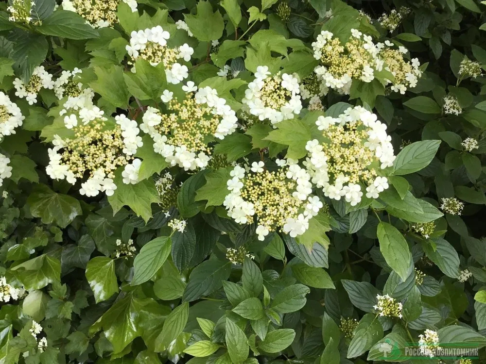 Калина обыкновенная Viburnum opulus