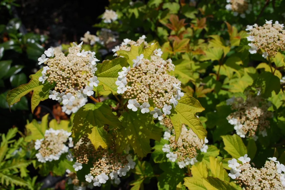 Калина обыкновенная Viburnum opulus