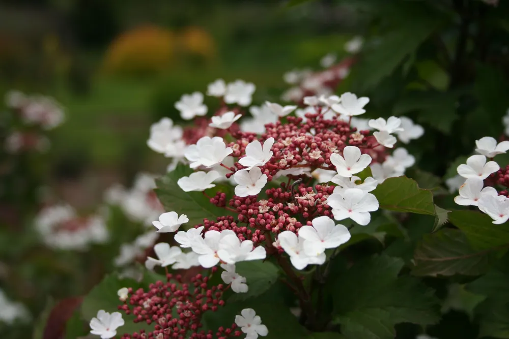 Калина Саржента Viburnum sargentii