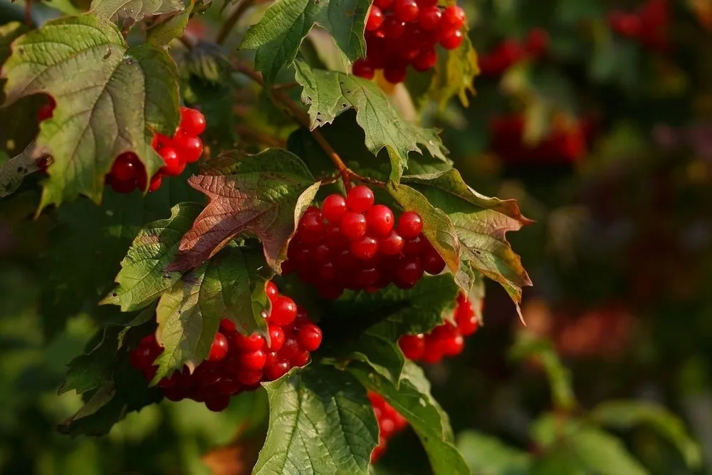 Калина Viburnum