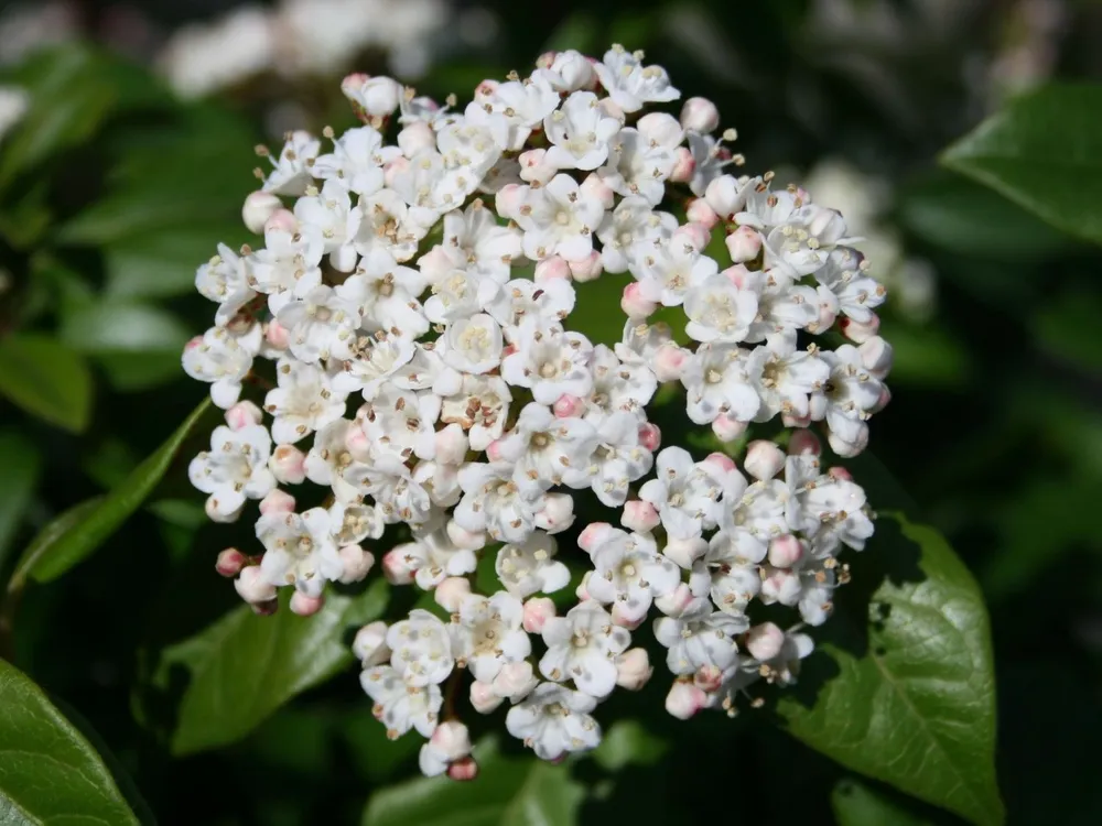 Калина Viburnum Tinus