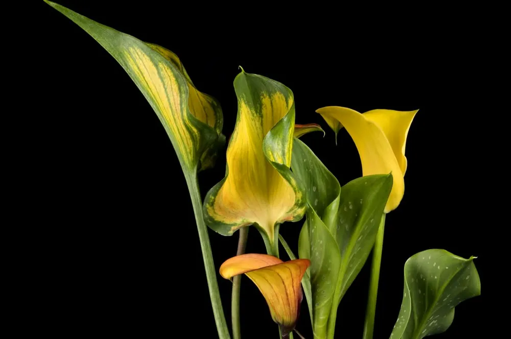 Калла Элиотта Calla elliottiana желтый уголок Yellow Corner