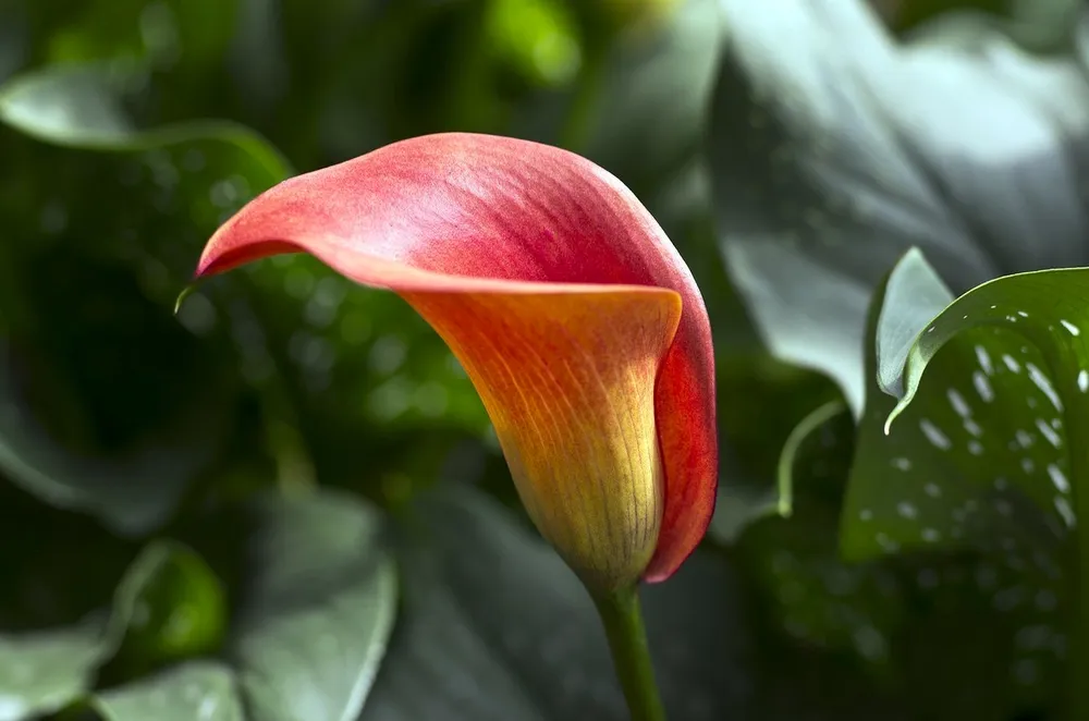 Калла морнинг Сан Zantedeschia morning Sun-