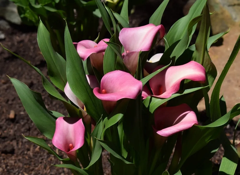 Калла Zantedeschia Самур