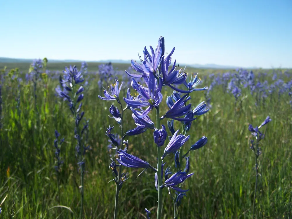 Камассия квамаш Camassia quamash