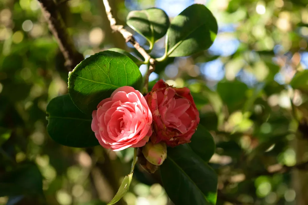 Камелия кустарник