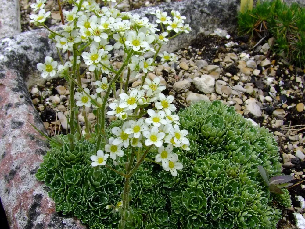 Камнеломка метельчатая Saxifraga