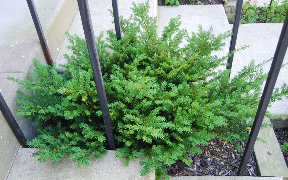 Канадский тис Taxus canadensis