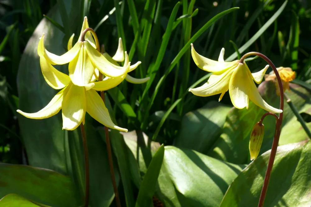 Кандык Erythronium