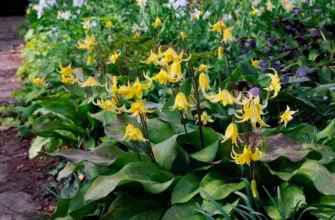 Кандык Erythronium