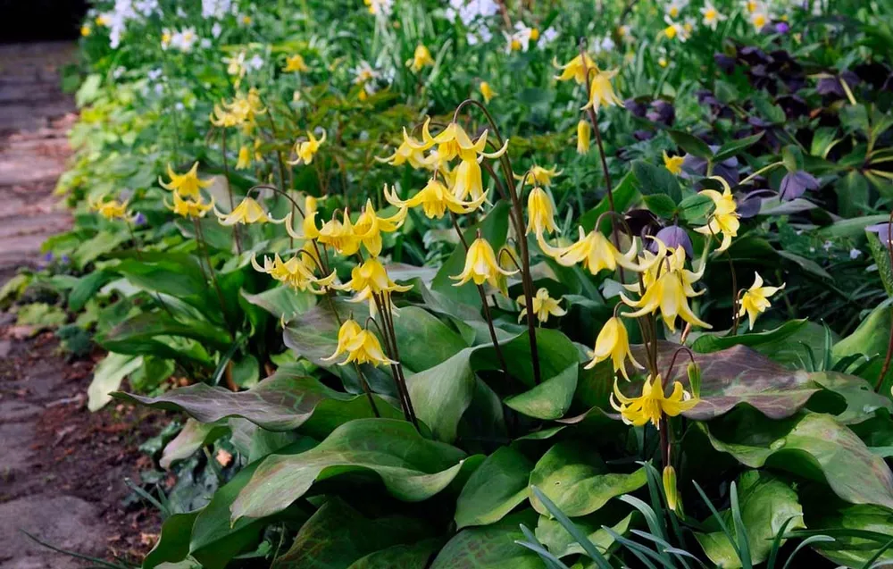 Кандык Erythronium