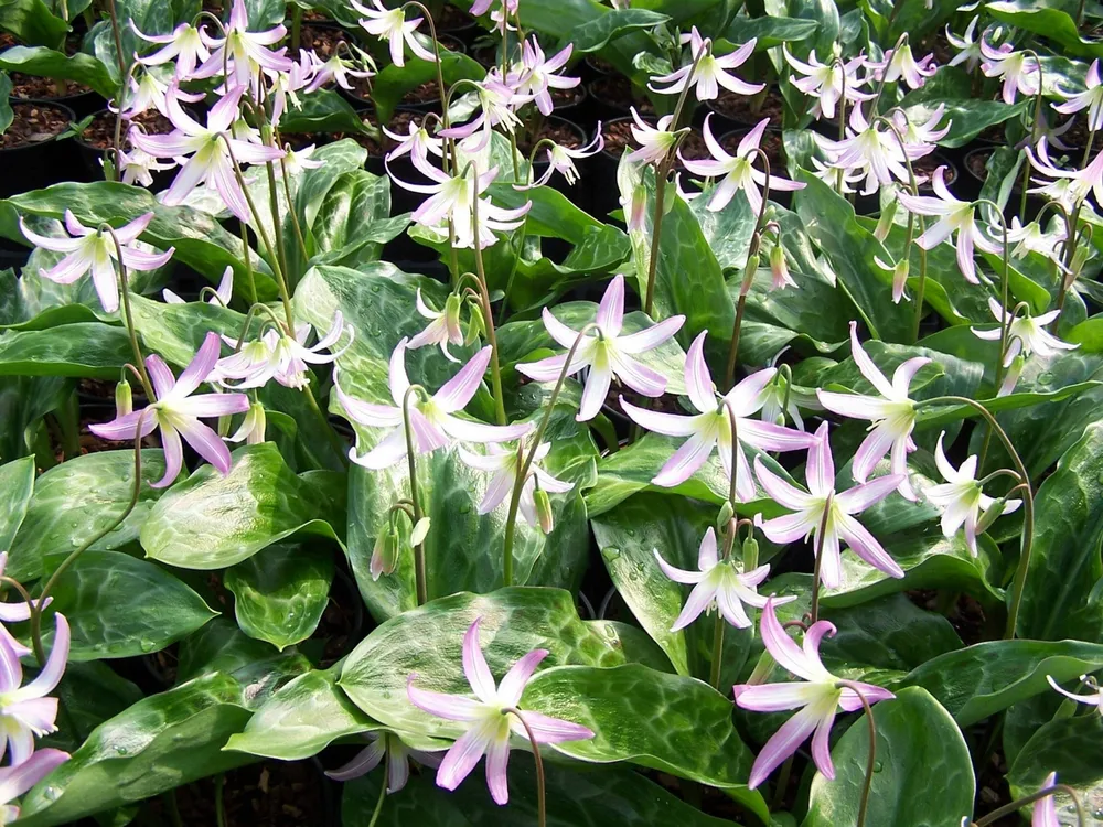 Кандык Erythronium